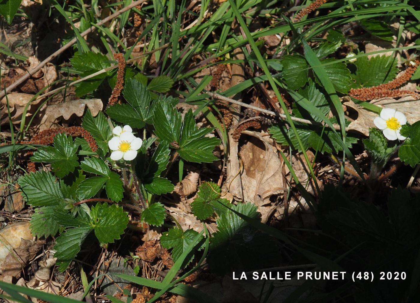 Strawberry, Wild plant